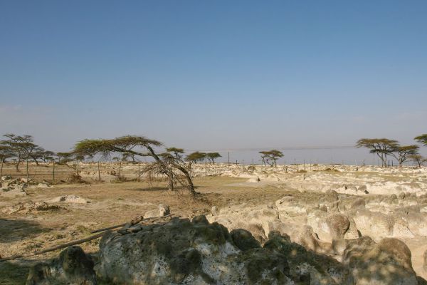 Bishangari Lodge