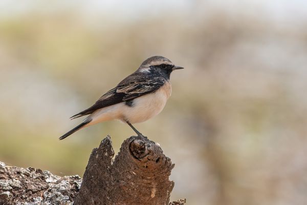 Pied Wheatear
