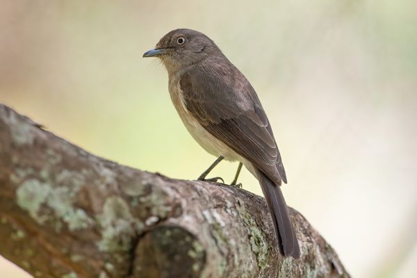 Abyssinian Slaty-Flycatcher