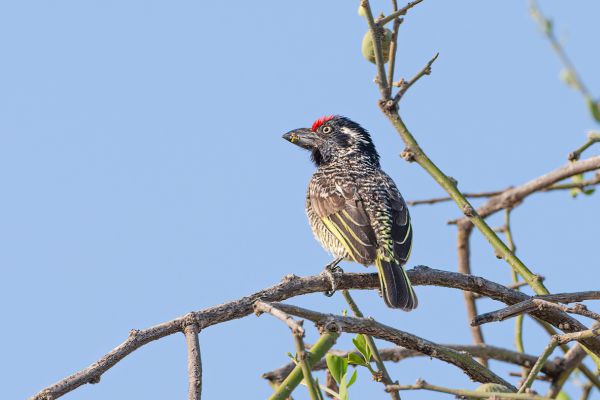 Banded Barbet