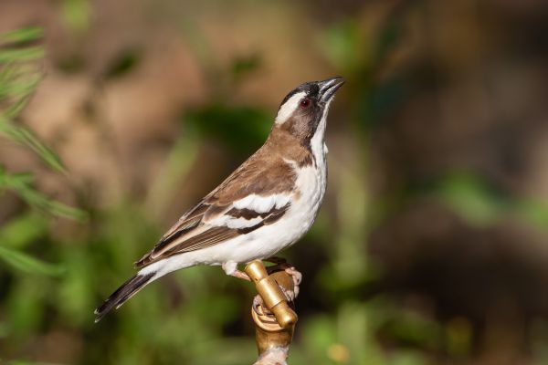 White-browed Sparrow Weaver