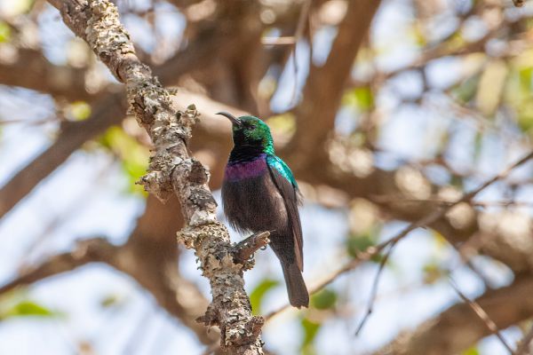 Mariqua Sunbird
