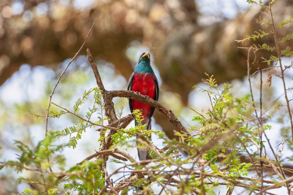 Narina Trogon
