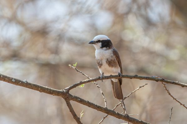 White-rumped Shrike