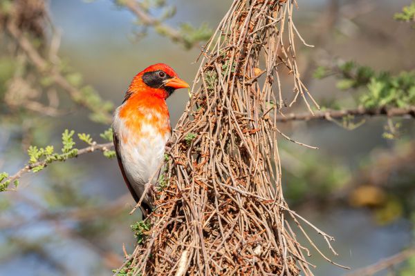 Red-headed Weaver