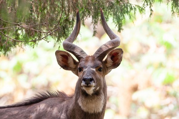 Moutain Nyala (male)
