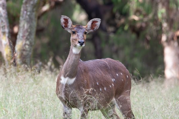 Moutain Nyala (female)