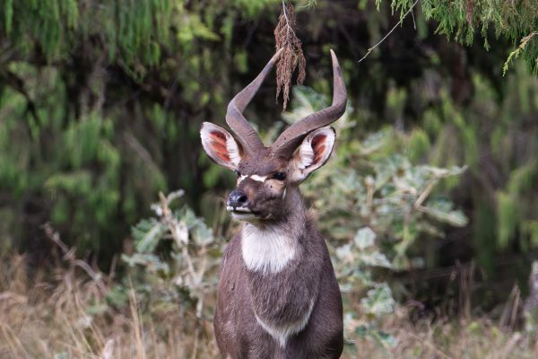 Moutain Nyala (male)