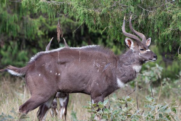 Moutain Nyala (male)