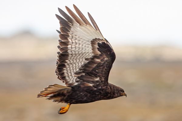 Augur Buzzard