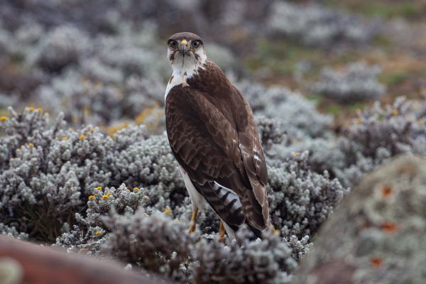 Augur Buzzard