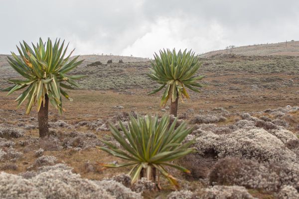 Giant Lobelia (endemic plant in Ethiopia)
