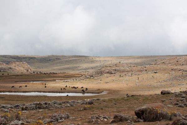 Sanetti Plateau (531.000 acre)