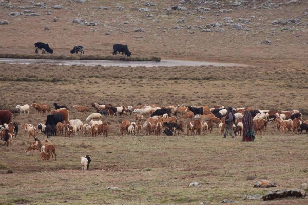 Sanetti Plateau (Cows at 4000m)