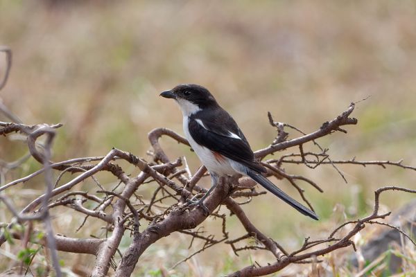 Long-tailed Fiscal