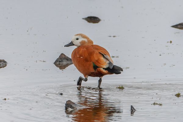 Ruddy Shelduck