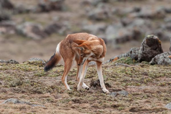 Ethiopian wolf