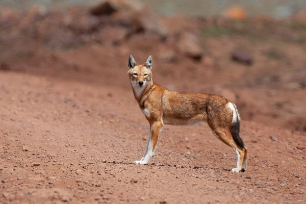 Ethiopian wolf