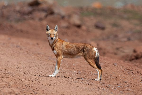 Ethiopian wolf