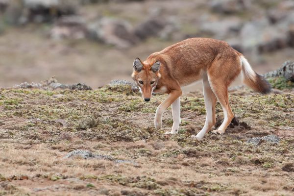 Ethiopian wolf