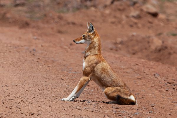 Ethiopian wolf (Command 