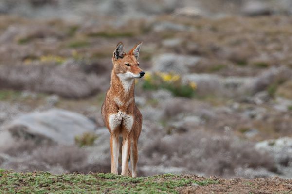 Ethiopian wolf