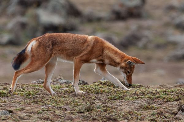 Ethiopian wolf