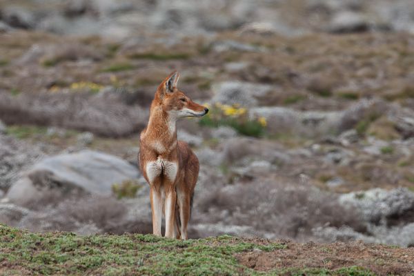 Ethiopian wolf