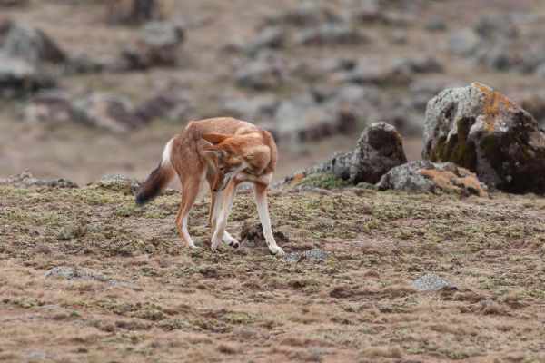 The Ethiopian wolf mainly preys on the giant mole rat (Tachyoryctes macrocephalus) and other rodents, including the grass rats (Arvicanthis).