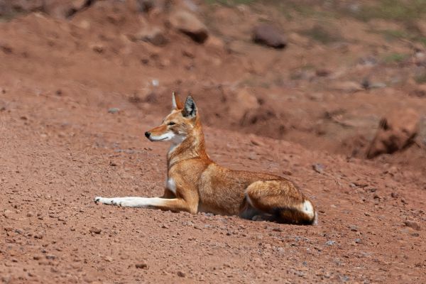 Ethiopian wolf