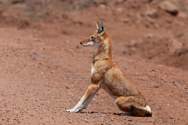 Ethiopian wolf
