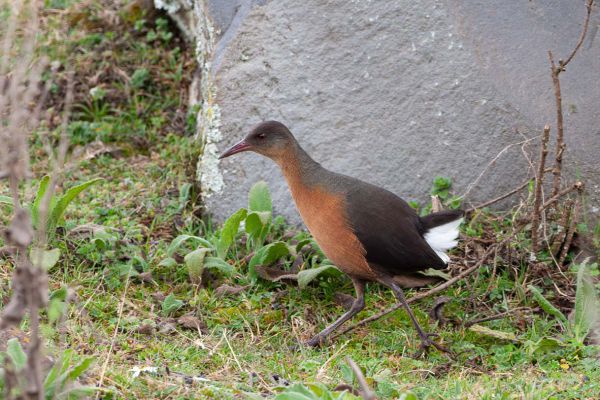 Rouget's Rail
