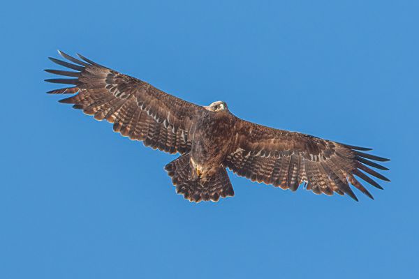 Golden Eagle