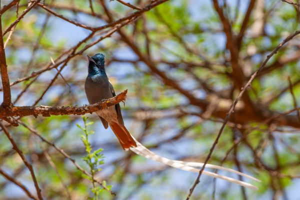 African Paradise-Flycatcher