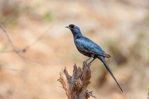 Bristle-crowned Starling