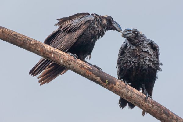 Thick-billed Raven