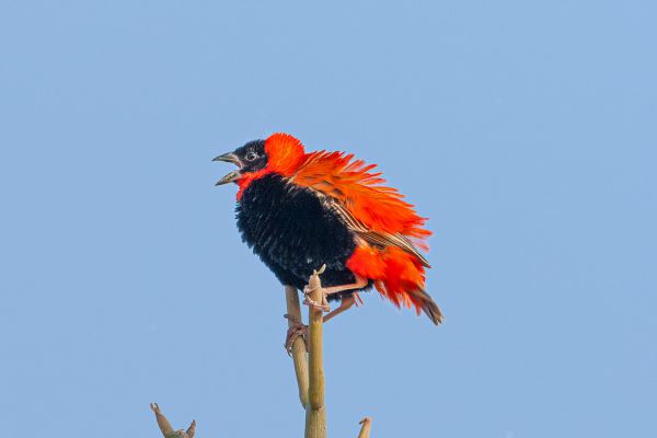 African Paradise-Flycatcher