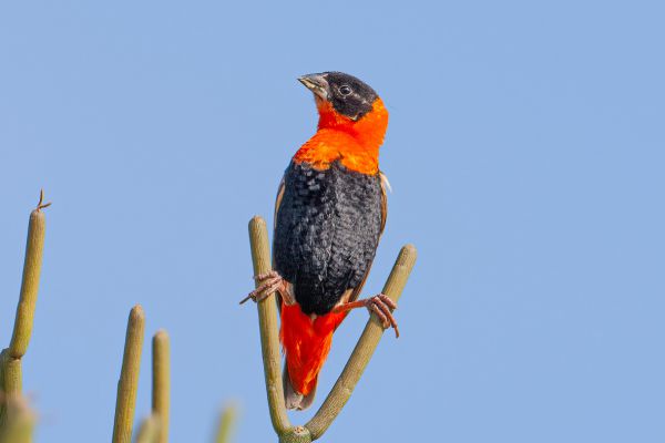 Northern Red Bishop