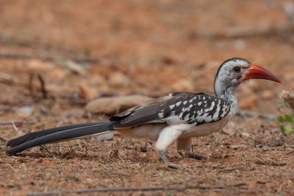 Northern Red-billed Hornbill