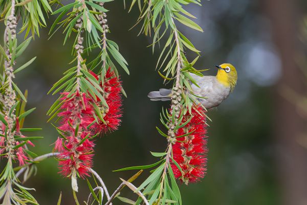Heuglins White-eye