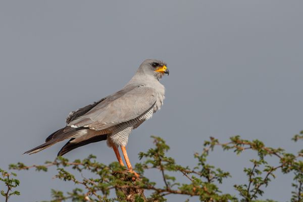 Eastern Chanting-Goshawk