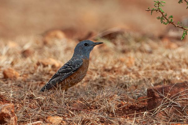 Rufous-tailed Rock-Thrush
