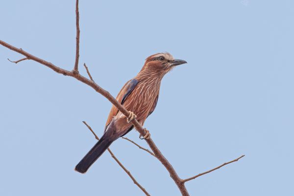 Rufous-crowned Roller