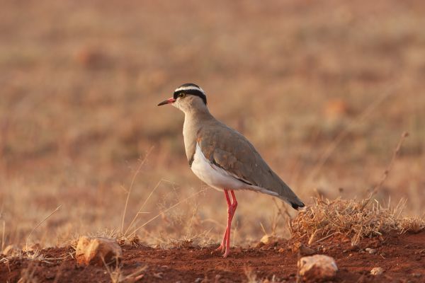 Crowned Lapwing