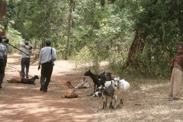 The goats' nanny is a young girl