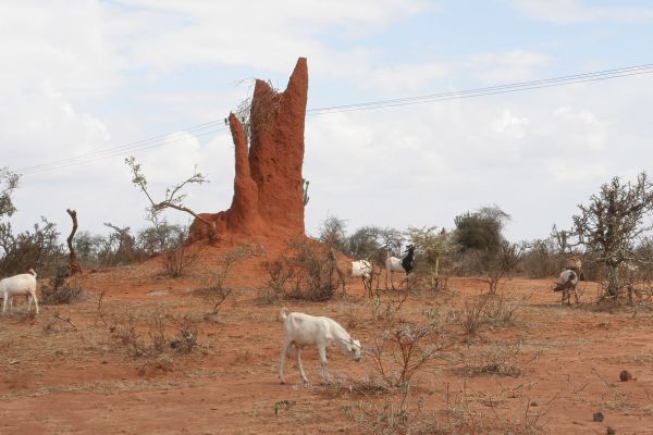 Termite hope