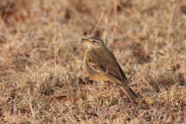 Plain-backed Pipit