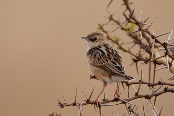 Pectoral-patch Cisticola