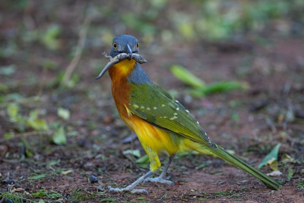 Grey-headed Bushshrike