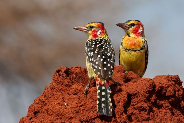 Red-and-yellow Barbet